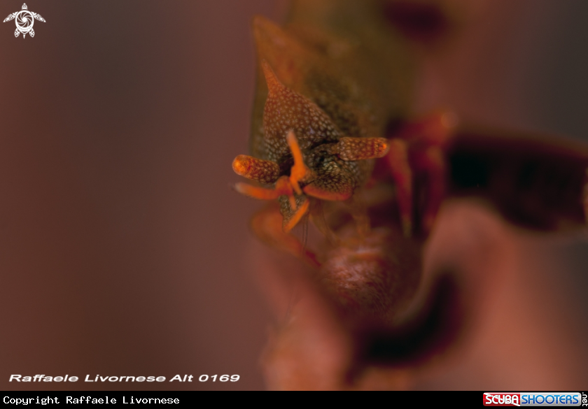 A rhino shrimp