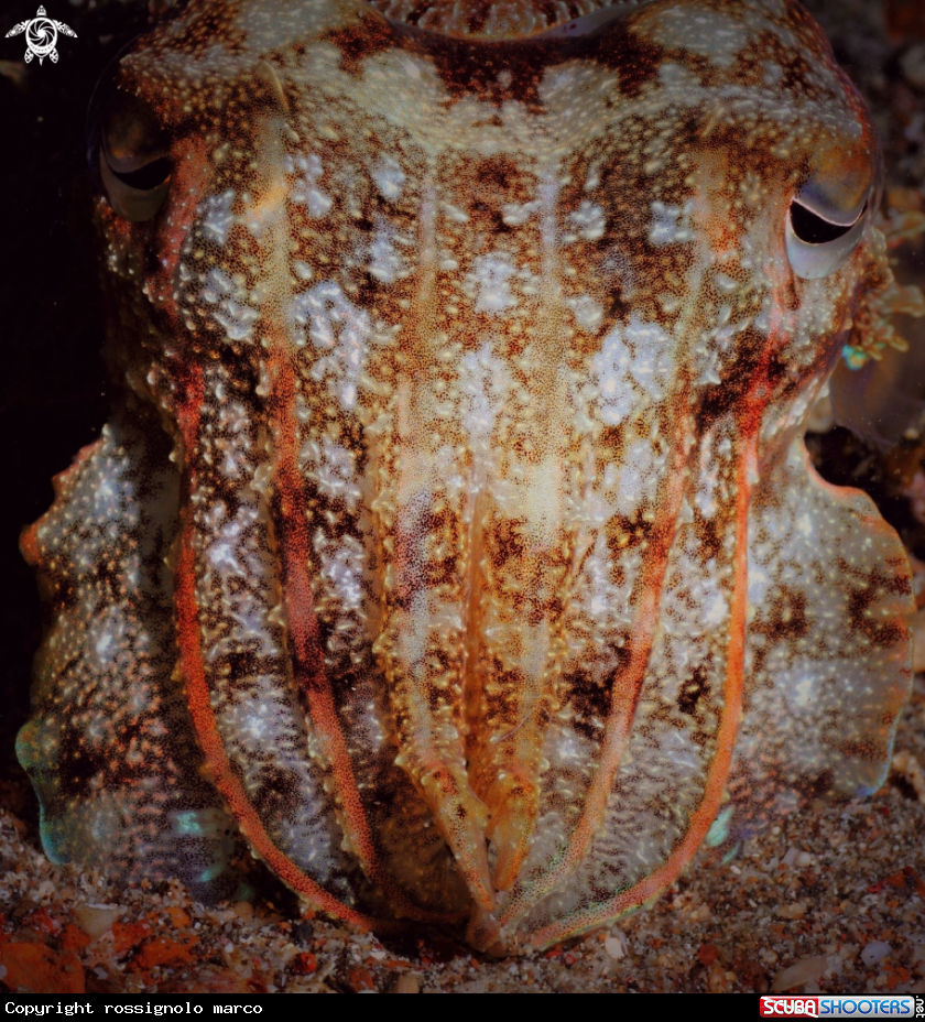 A Cuttlefish