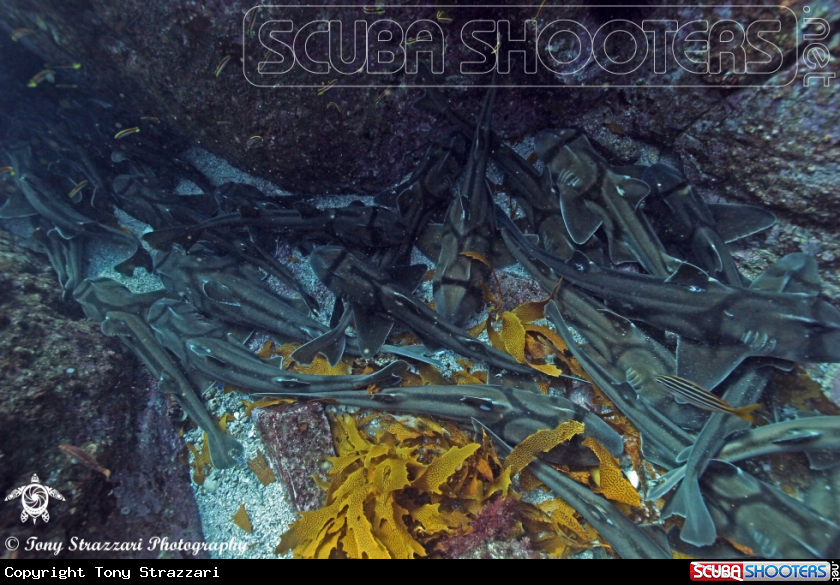 A Port Jackson Shark