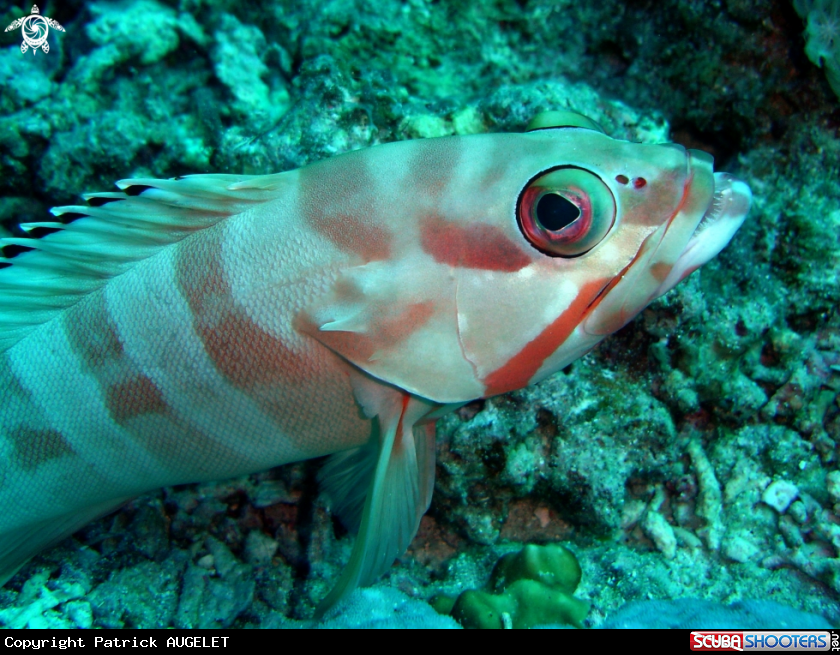 A underwater creature