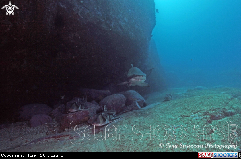 A Port jackson and grey nurse sharks