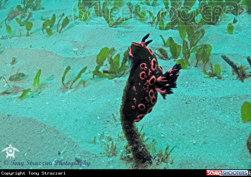 A Donut nembrotha