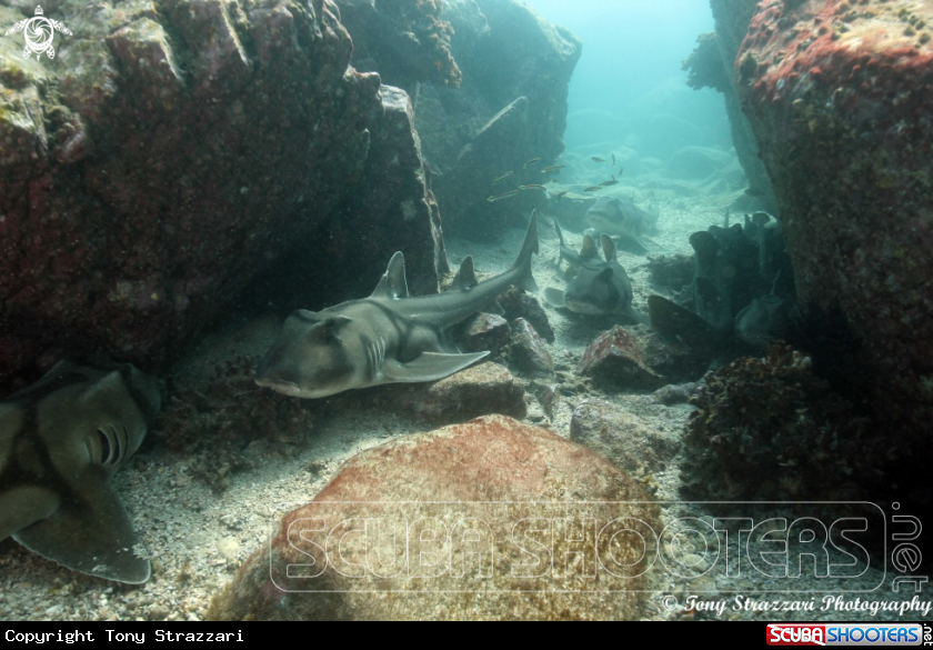 A Port Jackson Shark