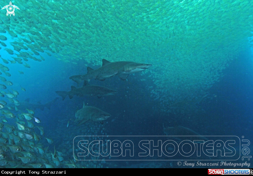 A Grey Nurse Shark (Sand Tiger, Ragged Tooth)