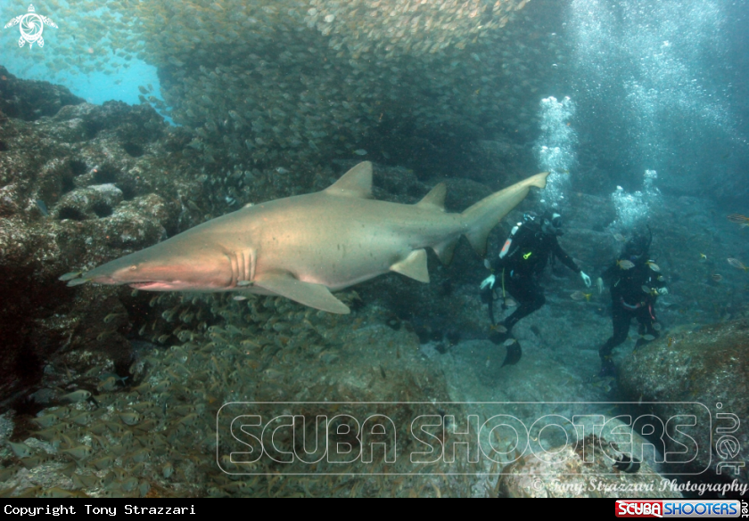 A Grey Nurse Shark (Sand Tiger, Ragged Tooth)