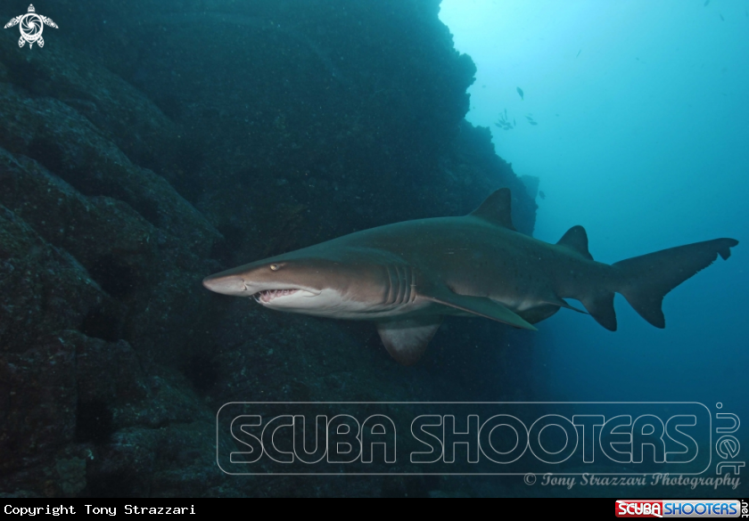A Grey Nurse Shark (Sand Tiger, Ragged Tooth)