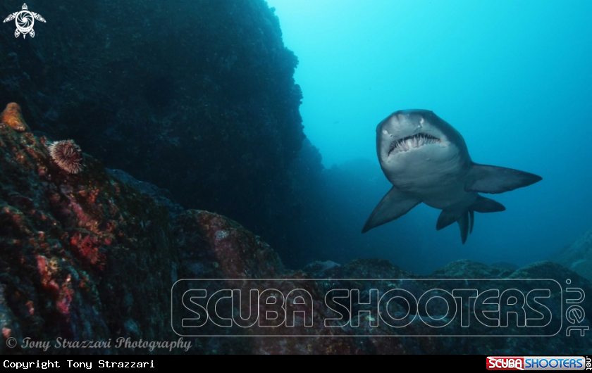 A Grey Nurse Shark (Sand Tiger, Ragged Tooth)