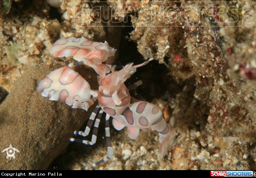 A Harlequin Shrimp