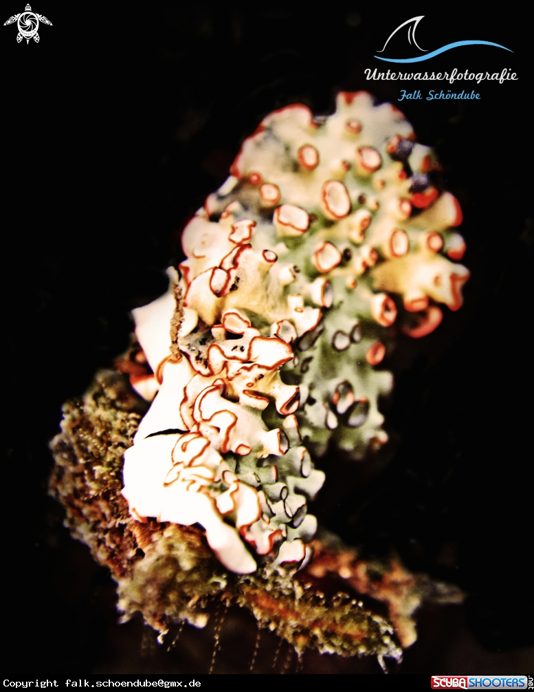 A Dermatobranchus ornatus