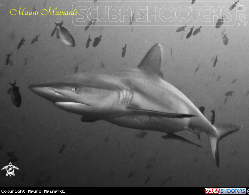 A Grey shark