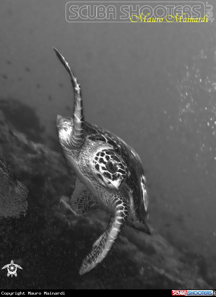 A Turtle erethmochelys
