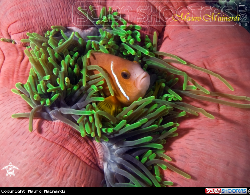 A Clown fish