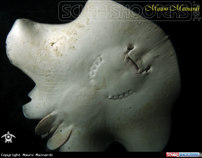 A Stingray