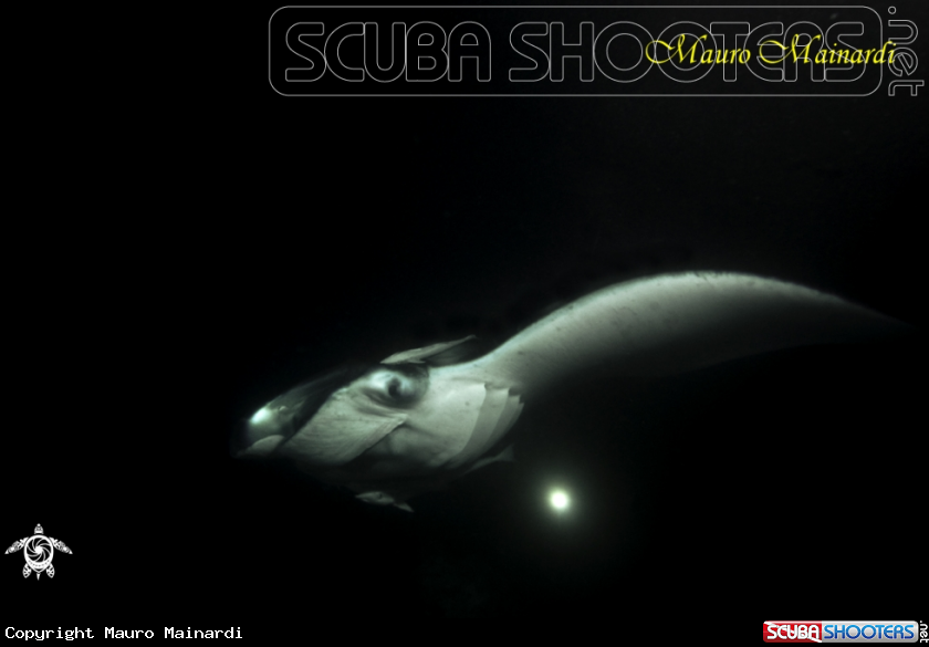 A Manta