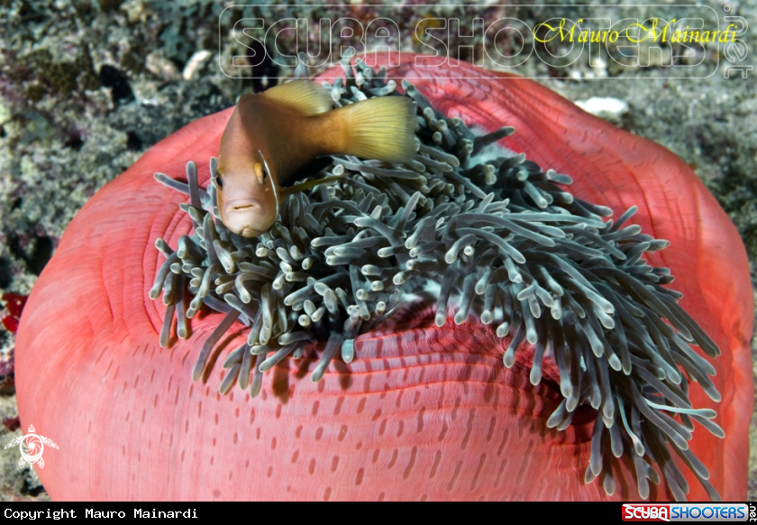 A Clown fish