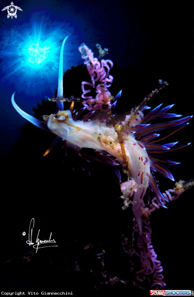 A Cratena peregrina