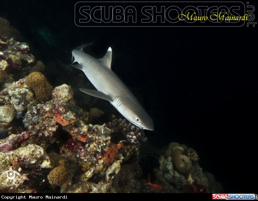 A Shark reef white tip