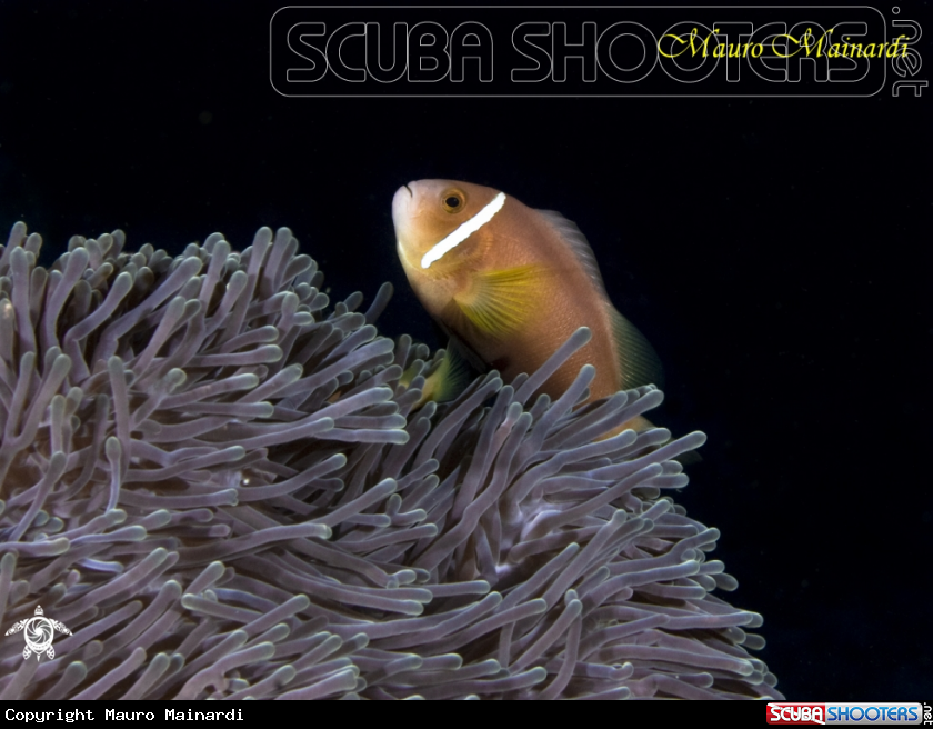A Clown fish
