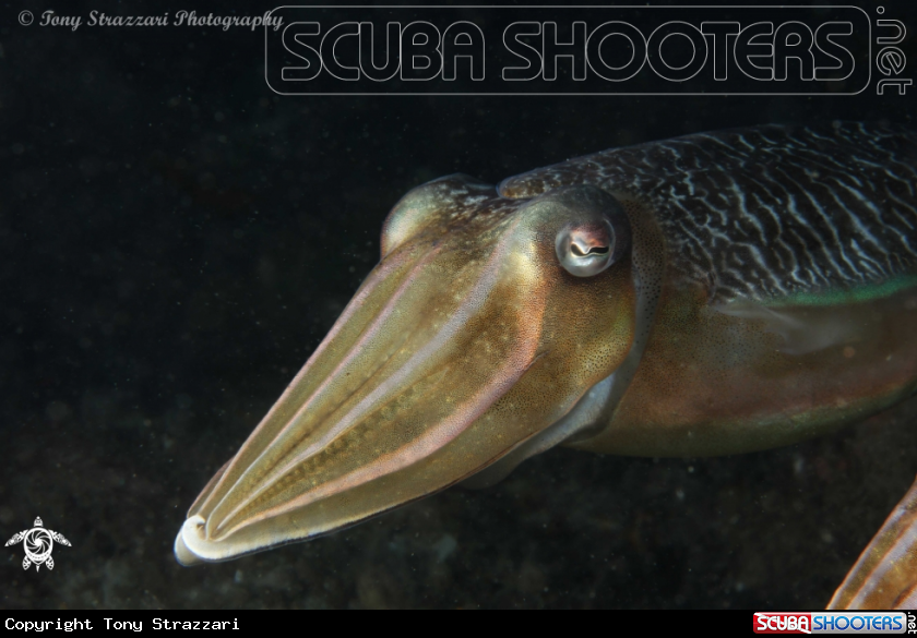 A Mourning cuttle