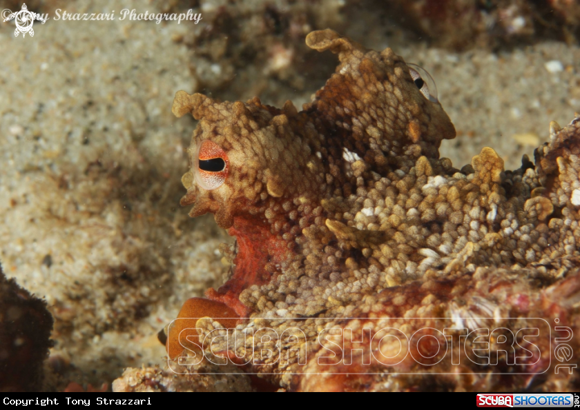 A Common Sydney Octopus