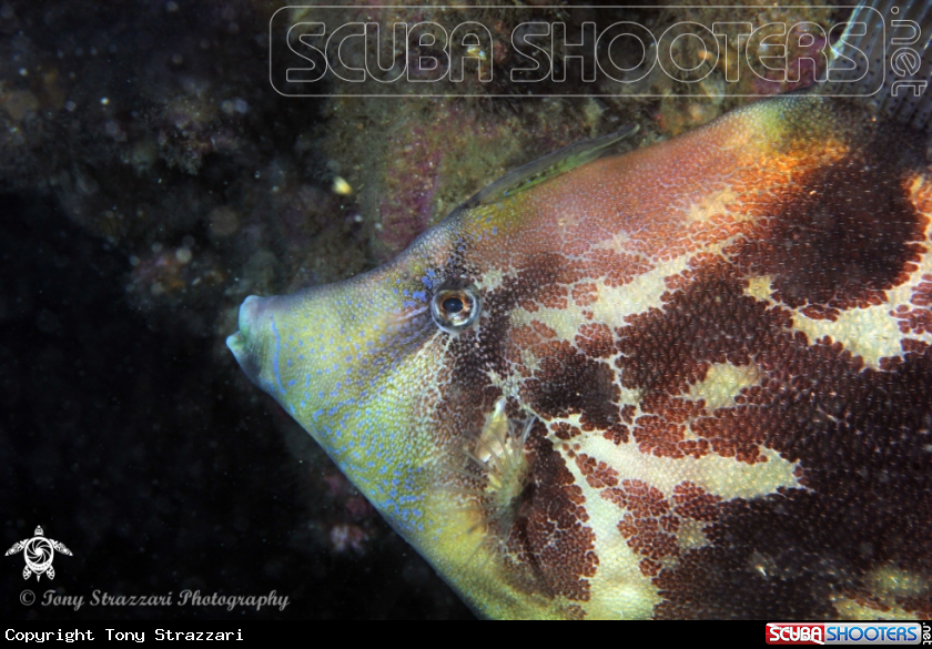 A Fan belly leatherjacket