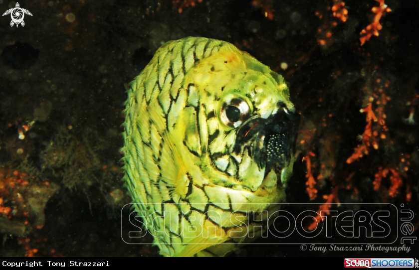 A Pineapplefish