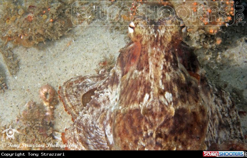 A Common octopus
