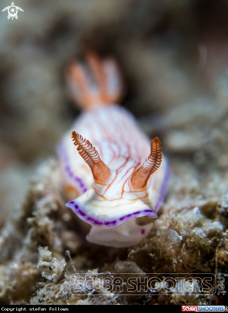 A Nudibranch