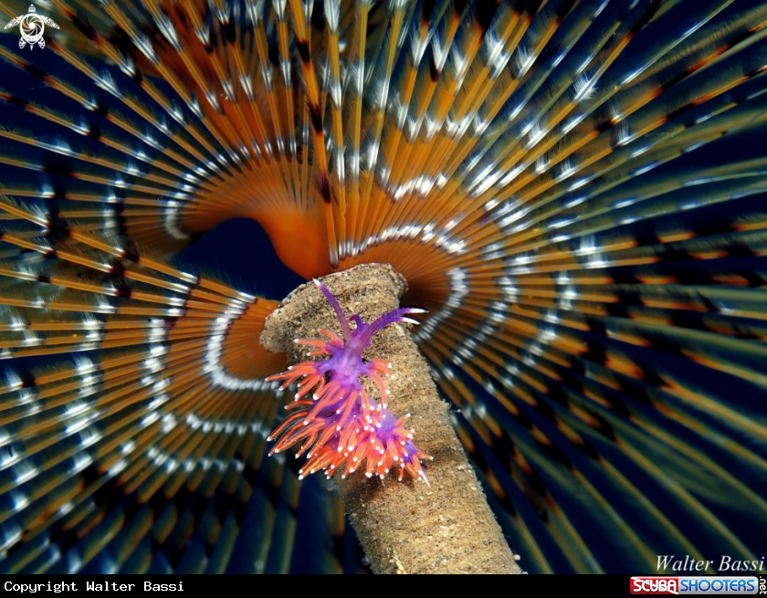 A flabellina affinis