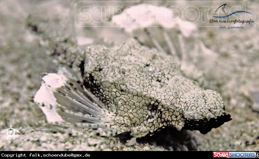 A Dragon Sea Moth