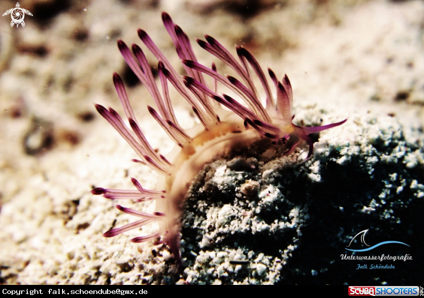 A Flabellina rubrolineata