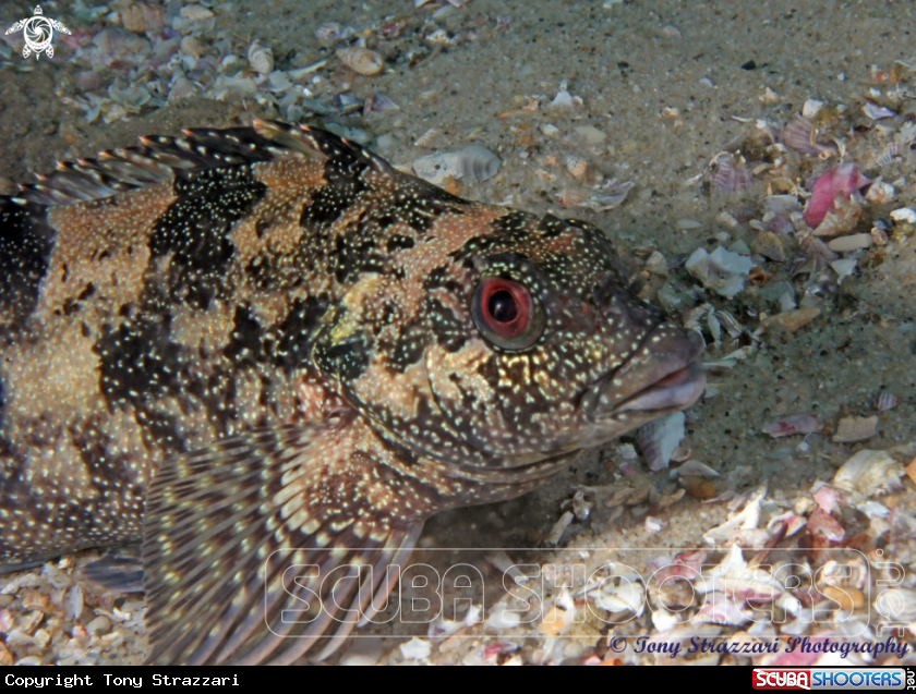 A Kelpfish