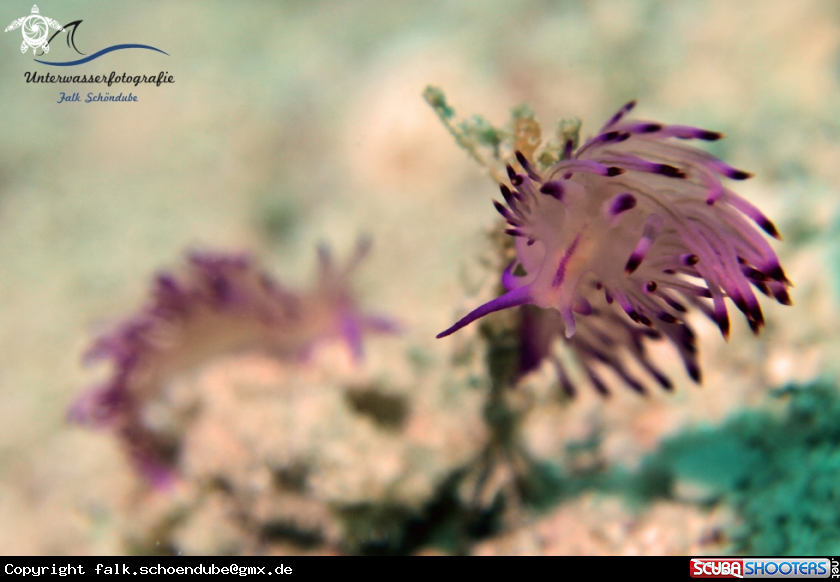A Flabellina rubrolineata