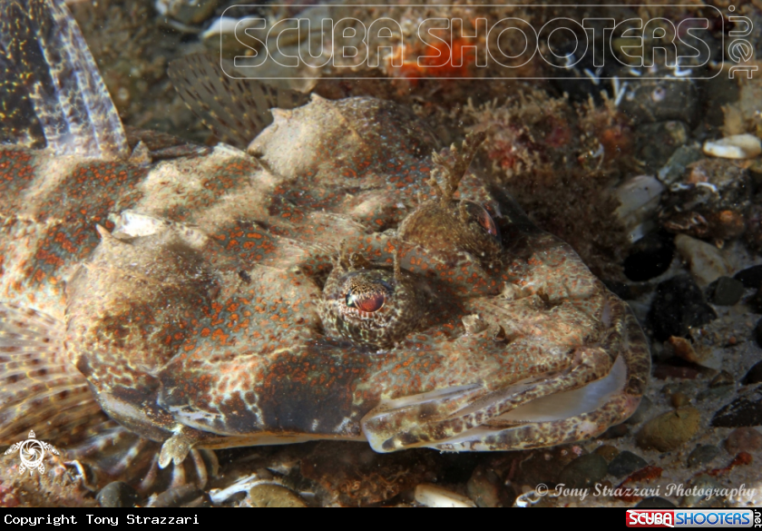 A Rock Flathead