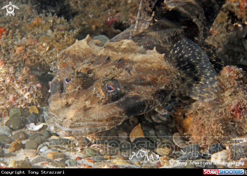 A Rock Flathead