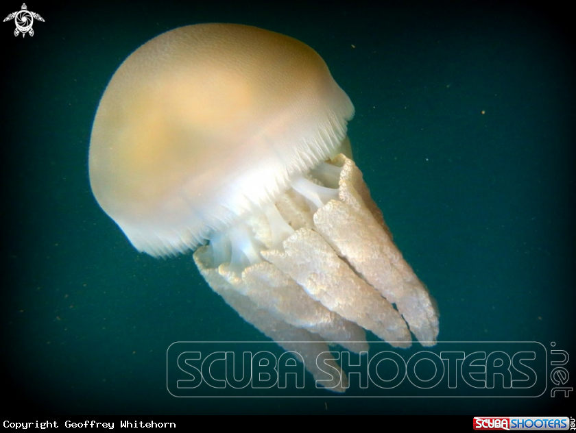 A Sea Blubber