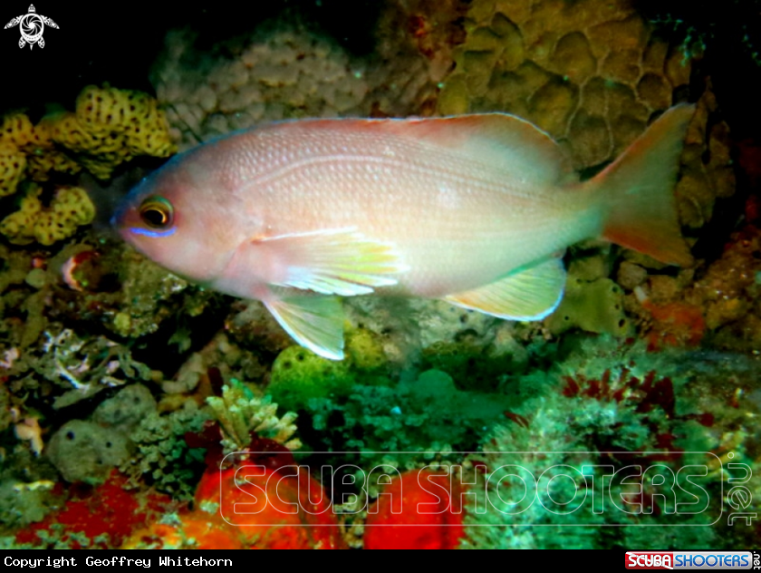A Barber Perch