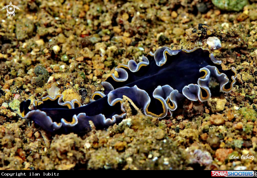A flatworm