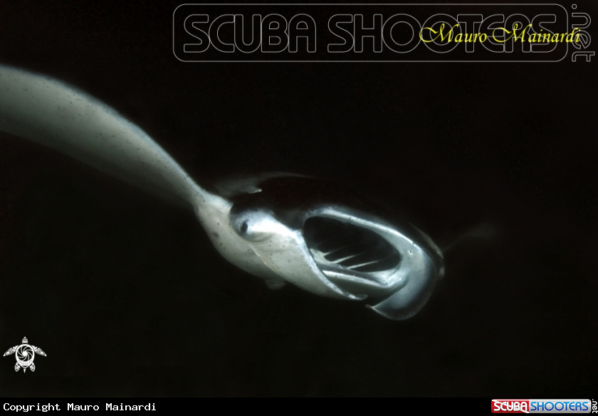 A Manta