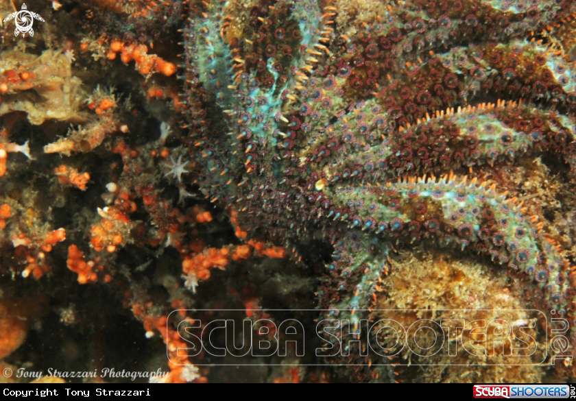A Eleven armed seastar