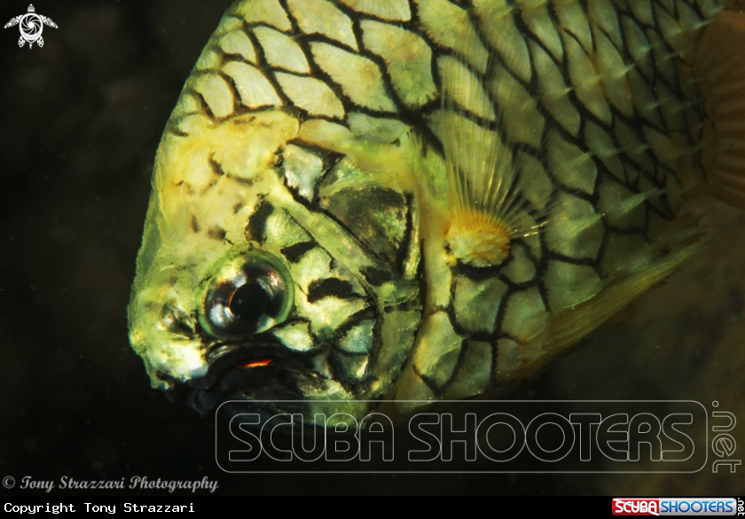A Pineapplefish