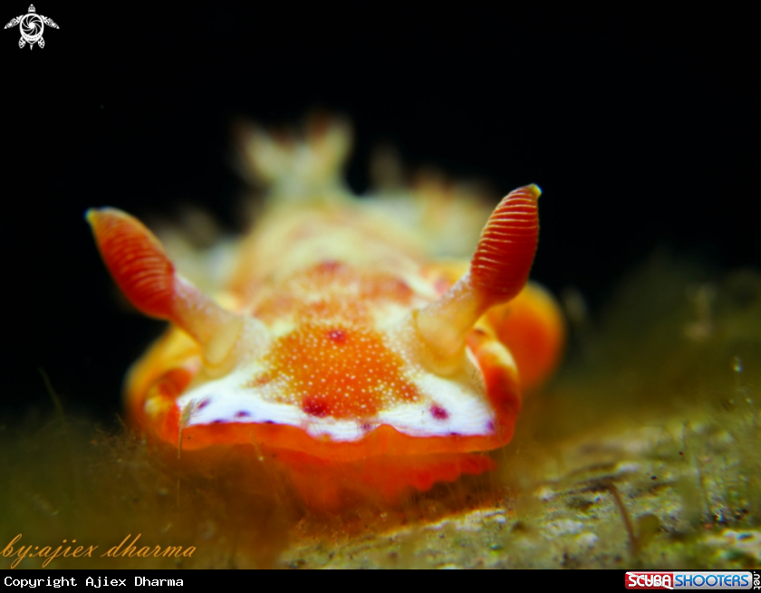 A spanish dancer 