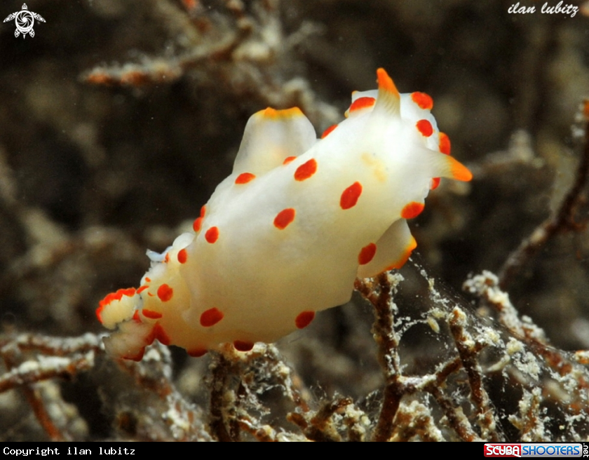 A nudibranch