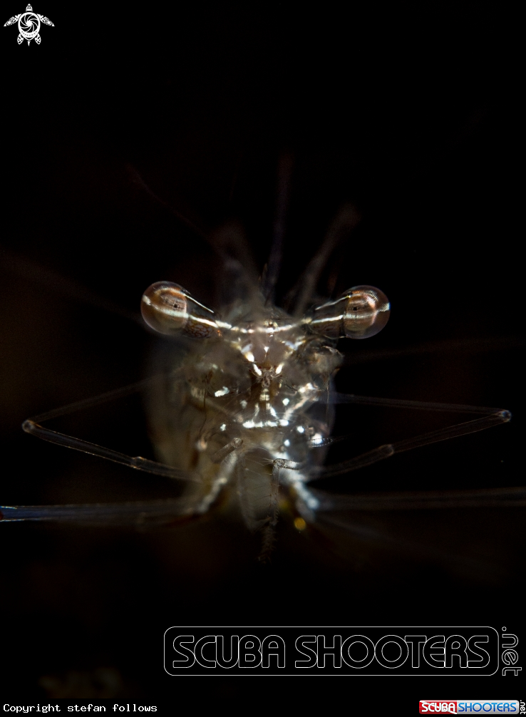 A Black and Silver Cuapetes Shrimp
