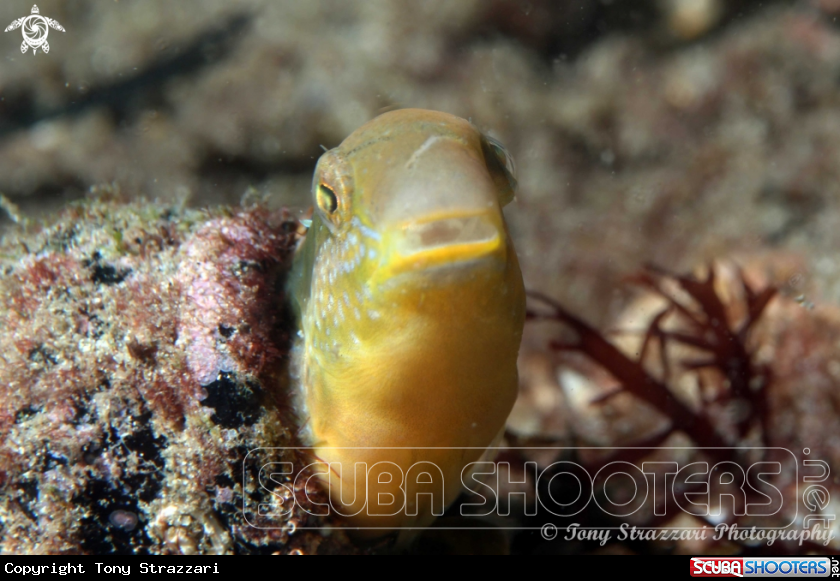 A Hit & Run Fang Blenny