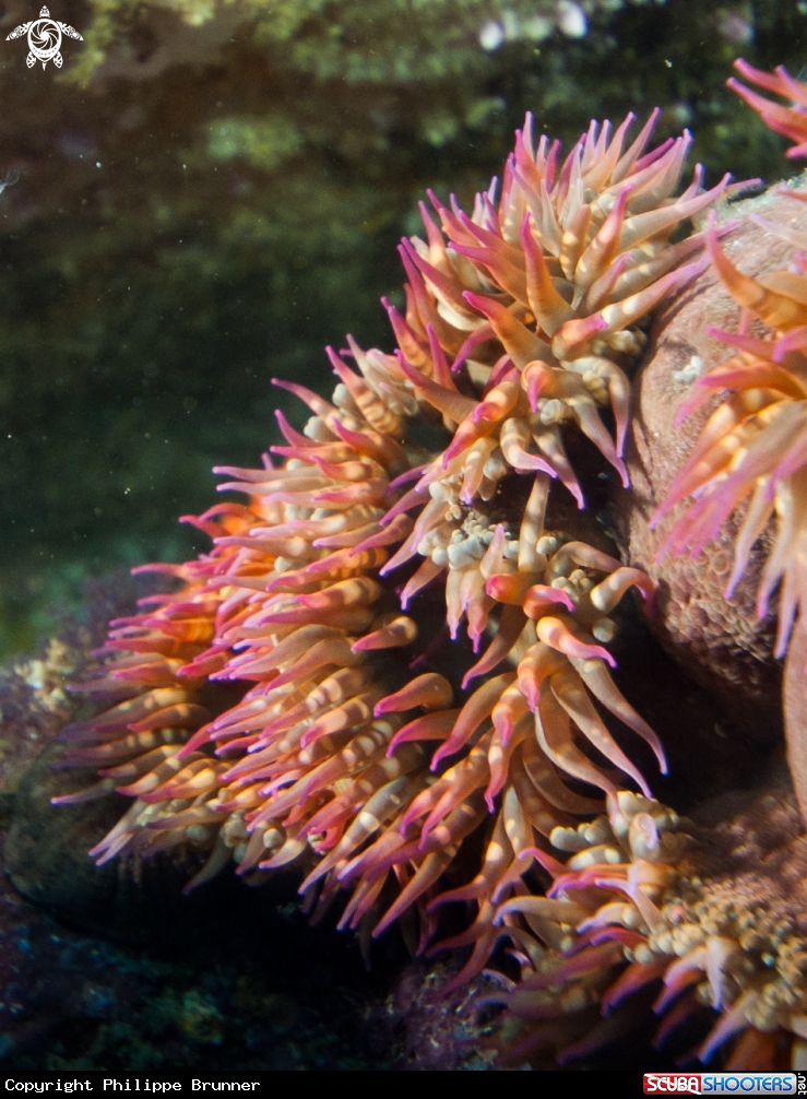 A Anemone