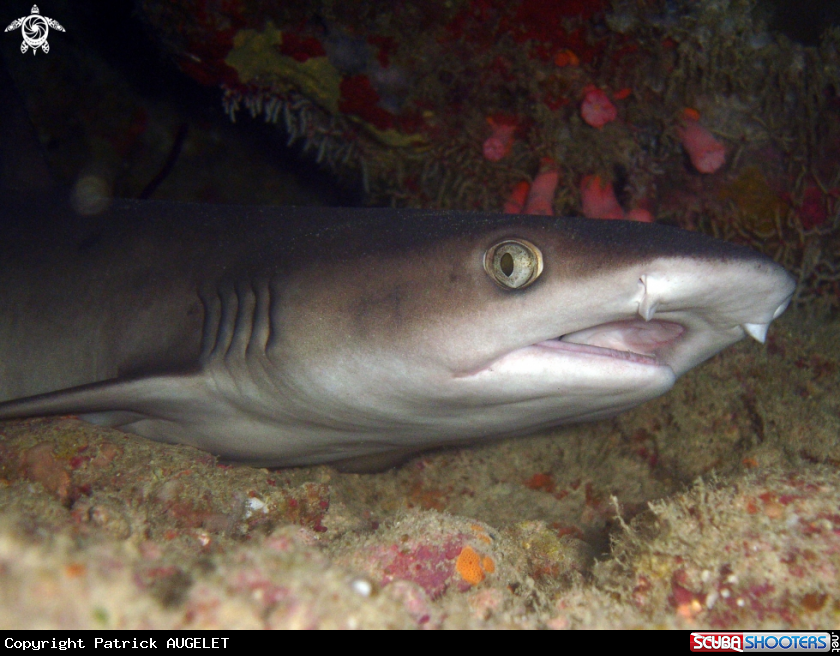 A requin