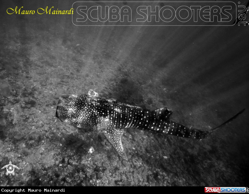 A Whale shark