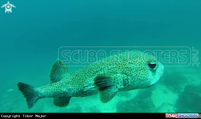 A Pufferfish