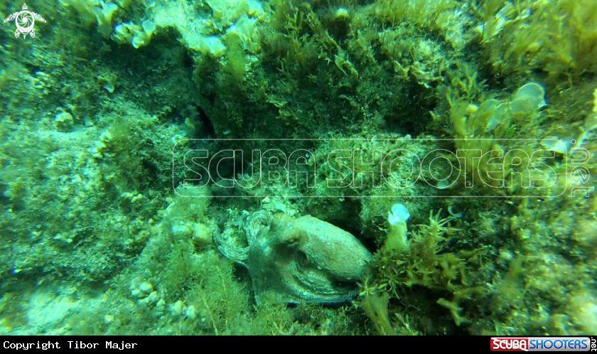 A Octopus